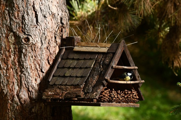 Fostering Biodiversity: Enhancing Your Backyard with Wooden Country Store Birdhouses